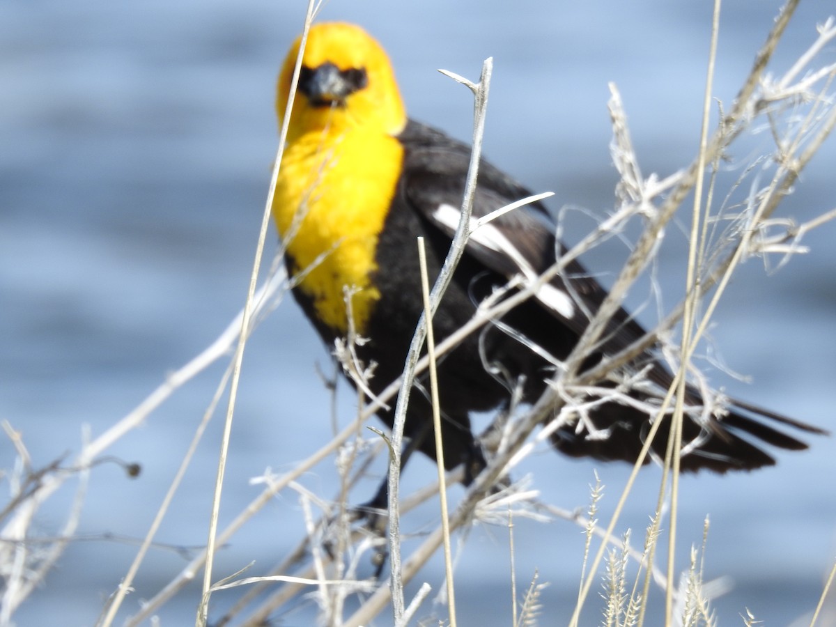 Yellow-headed Blackbird - ML342927111