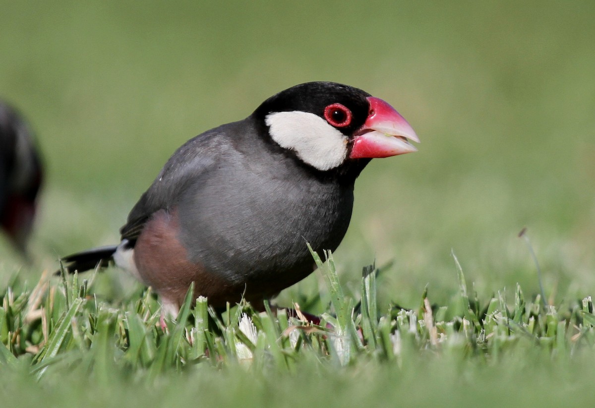 Java Sparrow - Matthew Grube