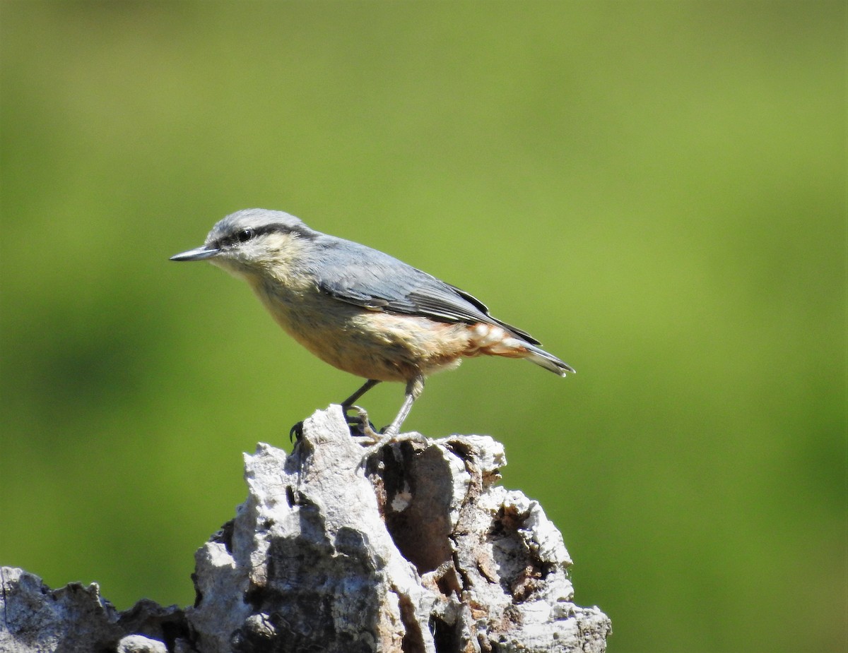 Eurasian Nuthatch - ML342927991