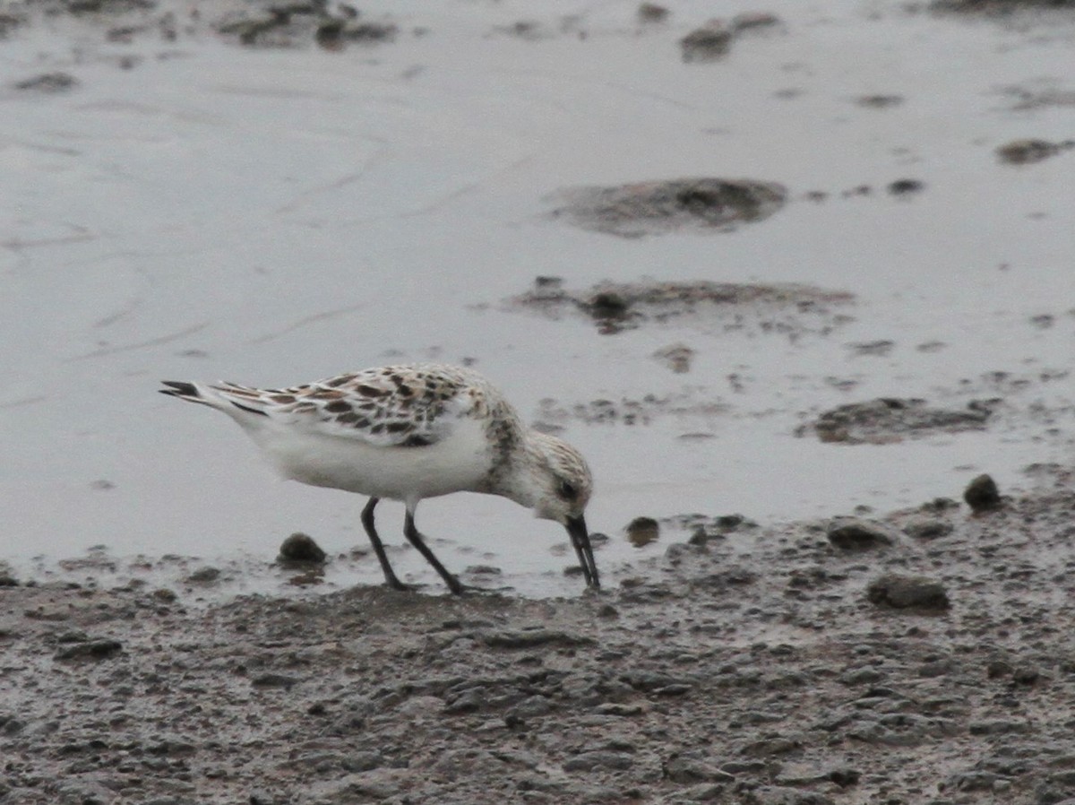 Bécasseau sanderling - ML342928001