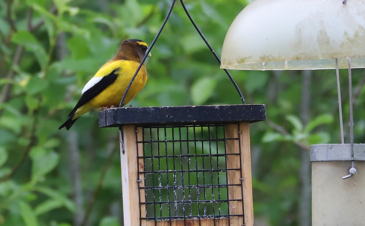 Evening Grosbeak - ML342928091