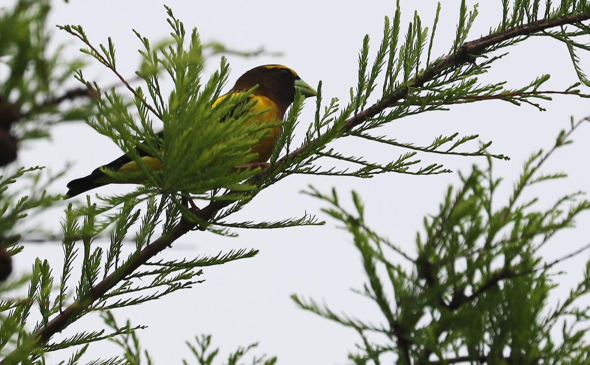 Evening Grosbeak - ML342928101