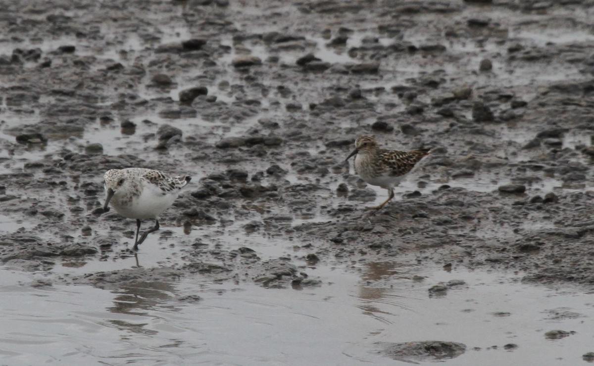 Bécasseau sanderling - ML342928141