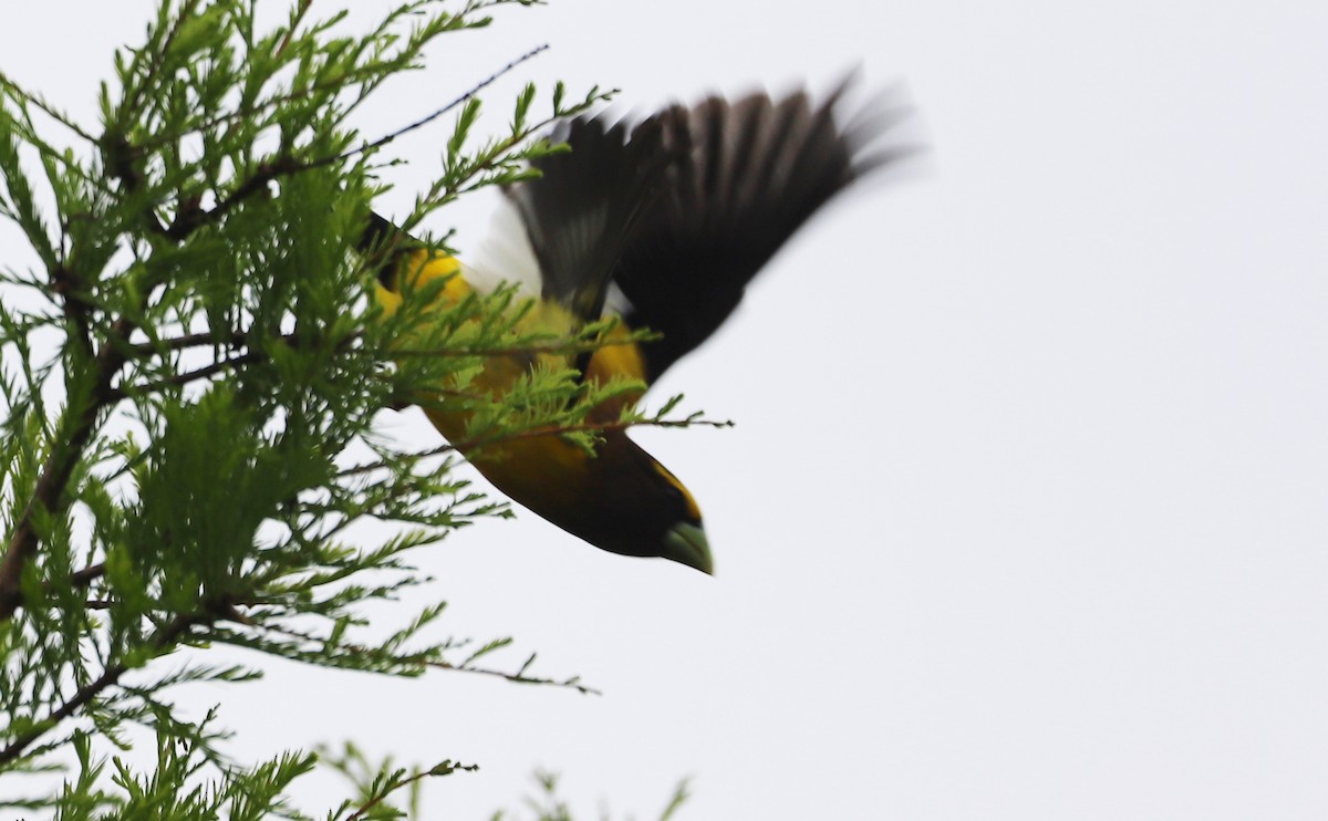 Evening Grosbeak - ML342928161