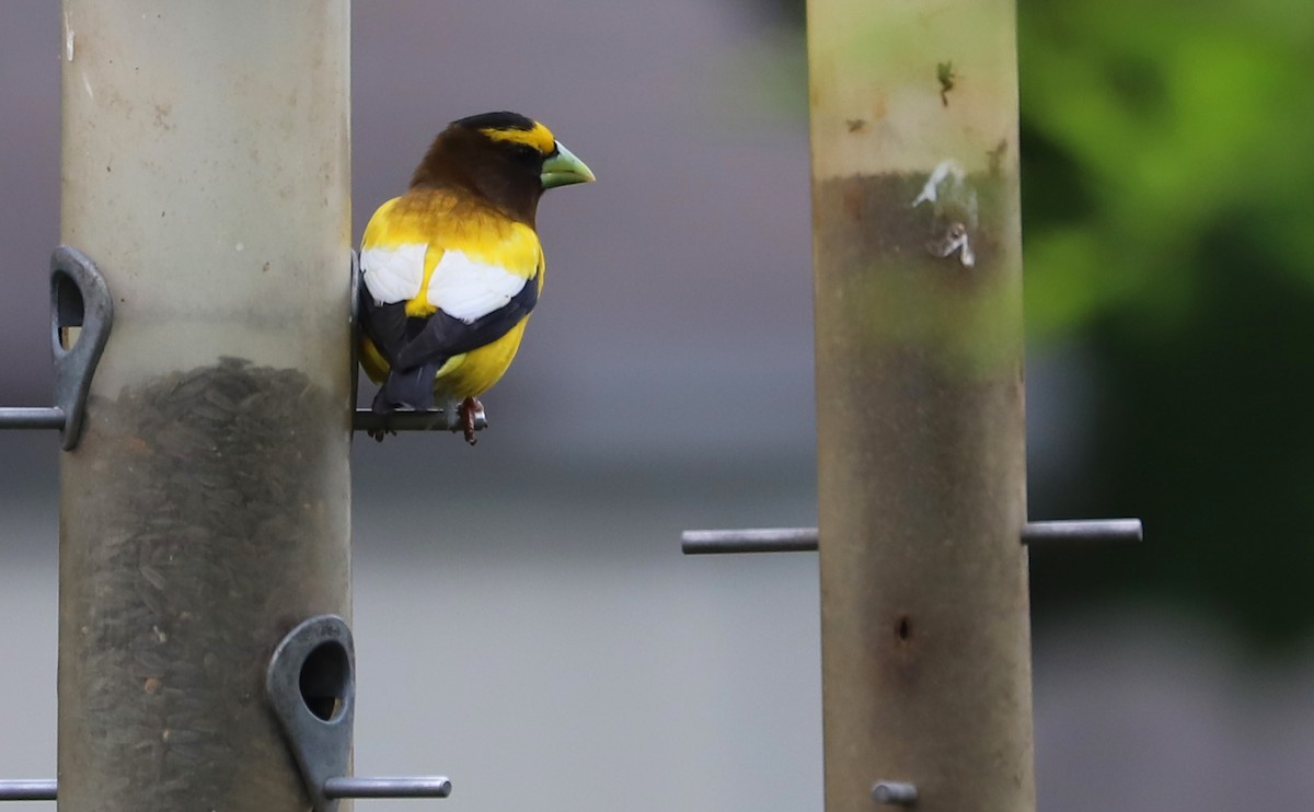 Evening Grosbeak - ML342928221