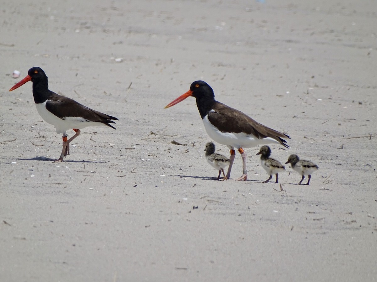 American Oystercatcher - Janet Wooten