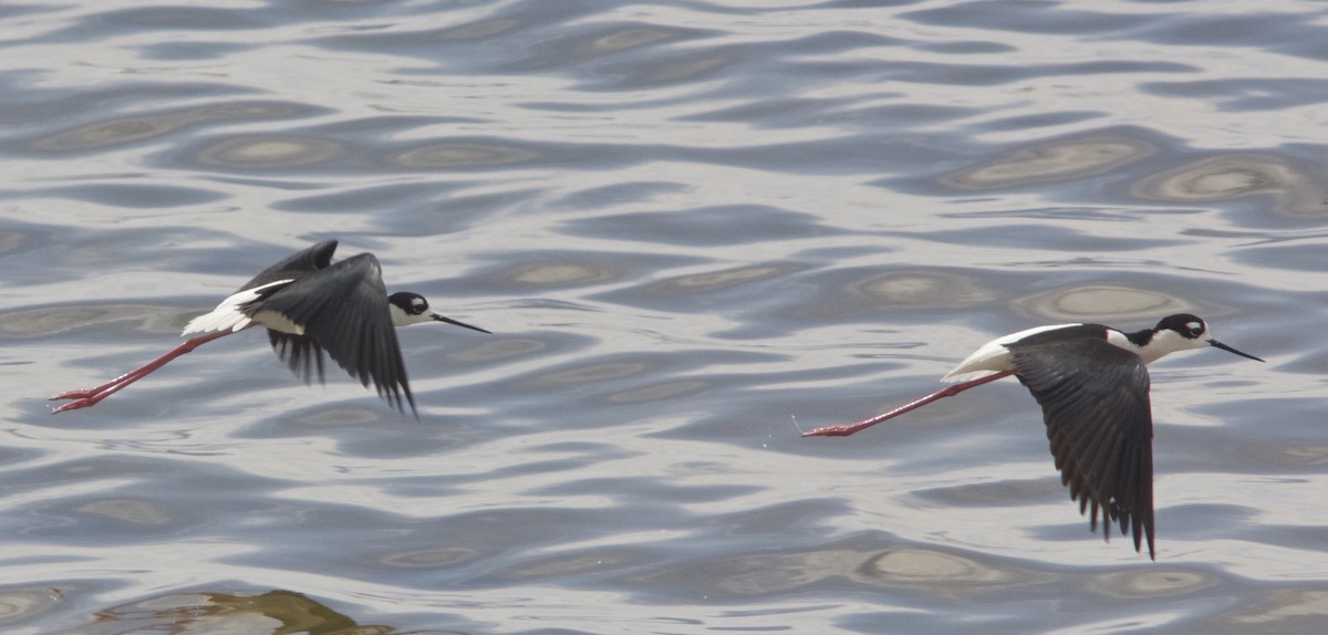 Black-necked Stilt - ML34293071