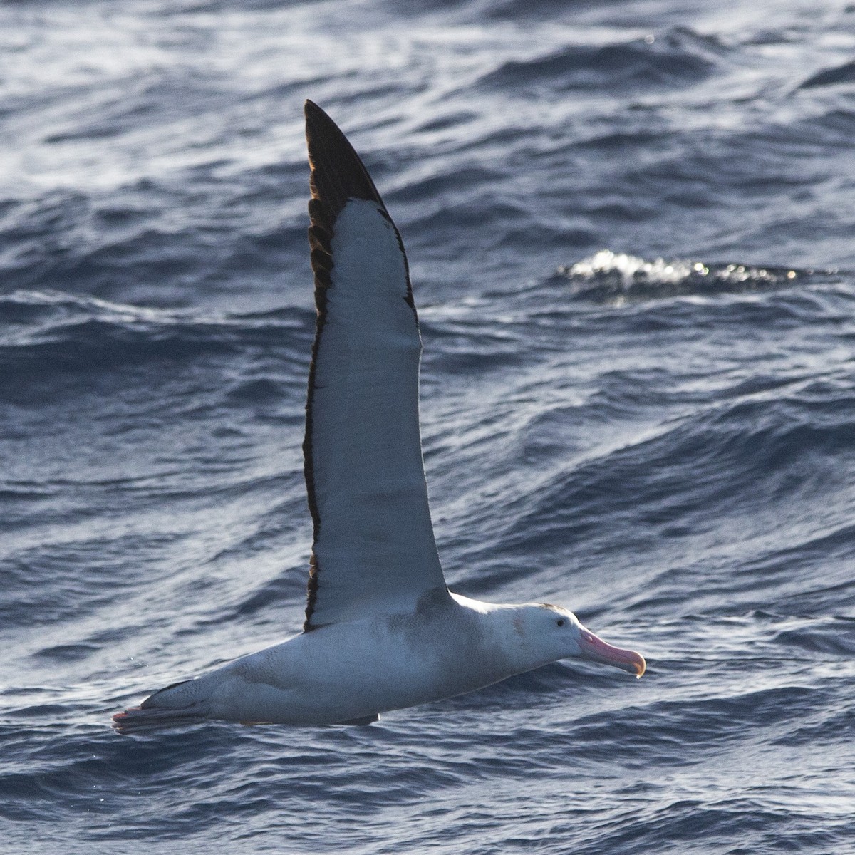 Snowy Albatross - Oscar Thomas