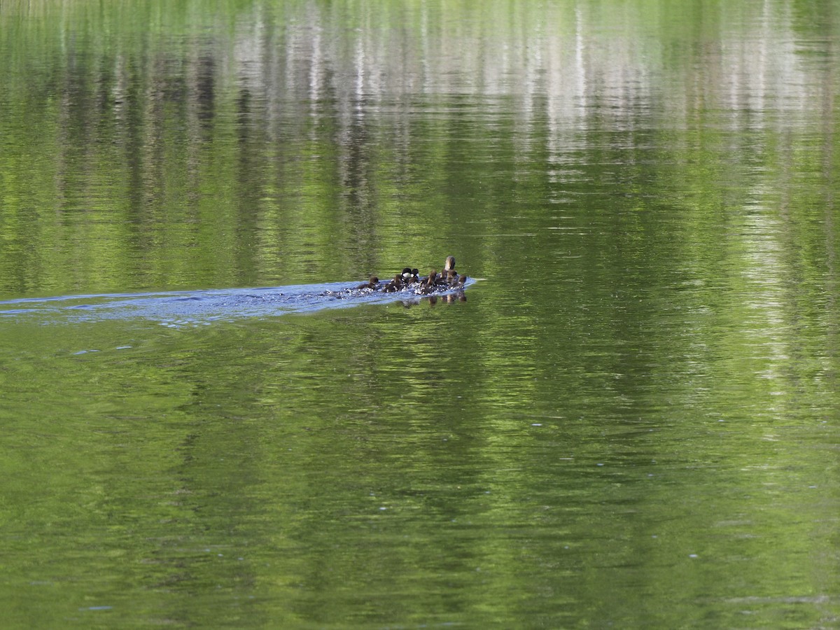 Bufflehead - ML342930961