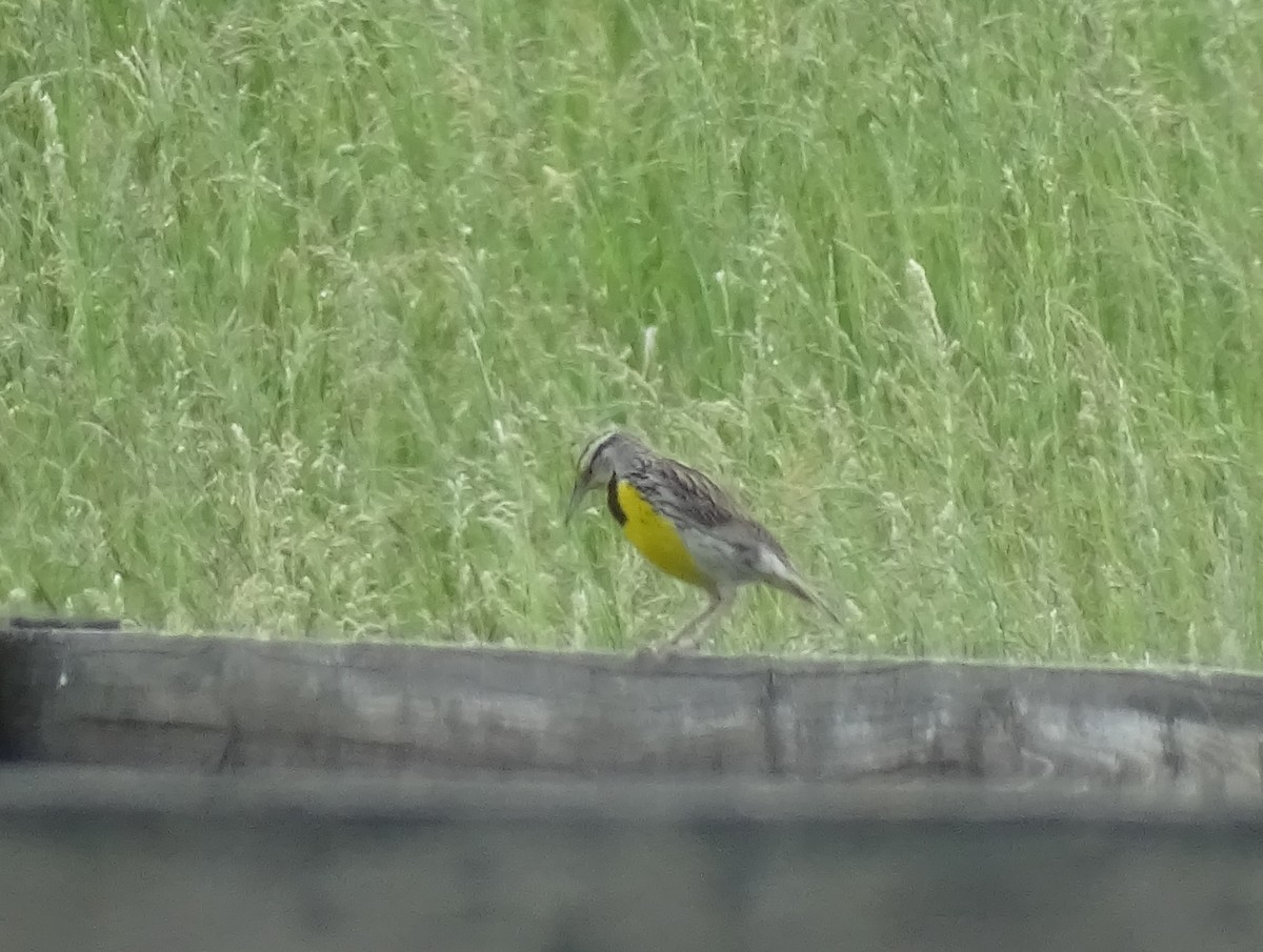 Eastern Meadowlark - ML342931711