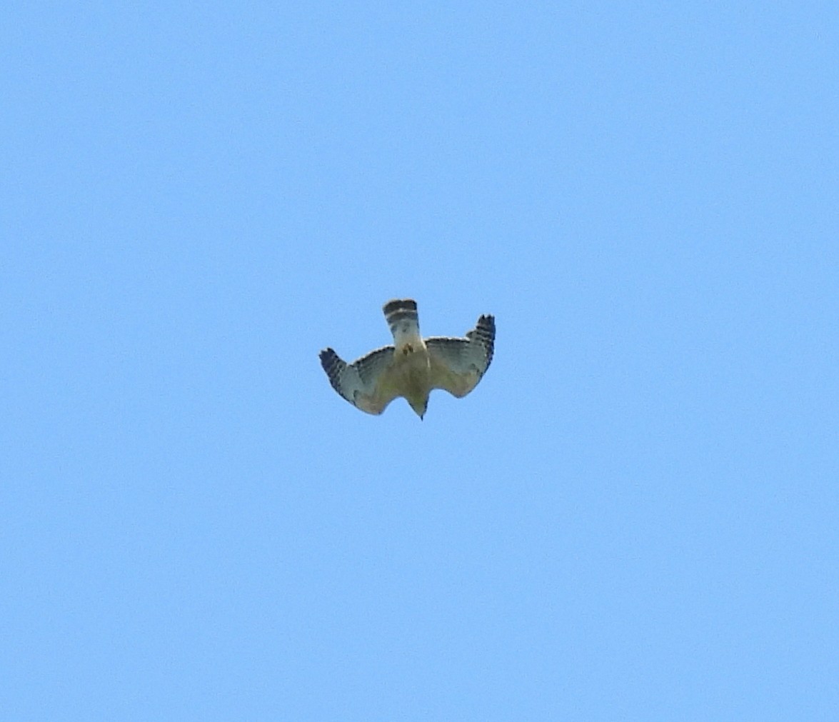 Red-shouldered Hawk - ML342931771