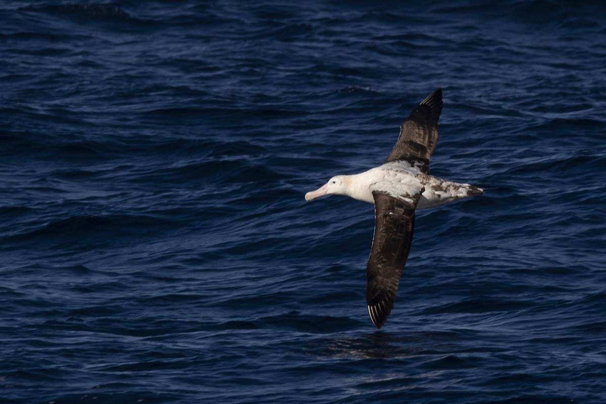 albatros stěhovavý - ML342931811