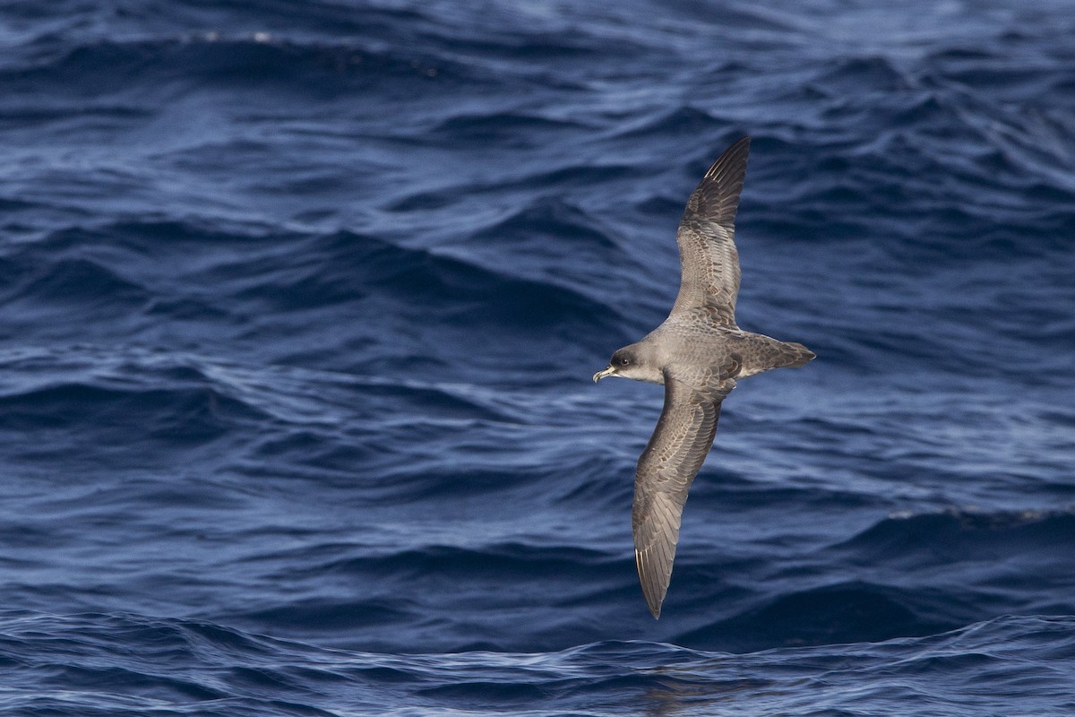 Gray Petrel - ML342931881