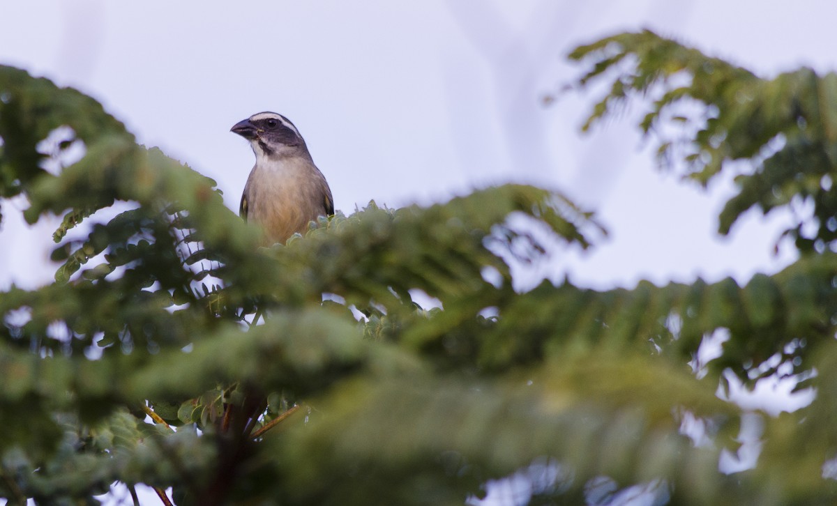 Green-winged Saltator - ML342931921