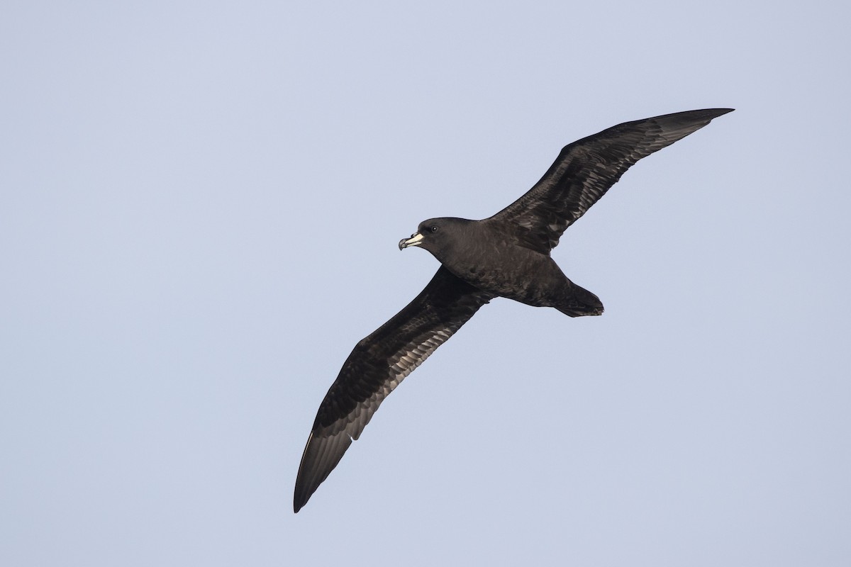 Westland Petrel - ML342931941