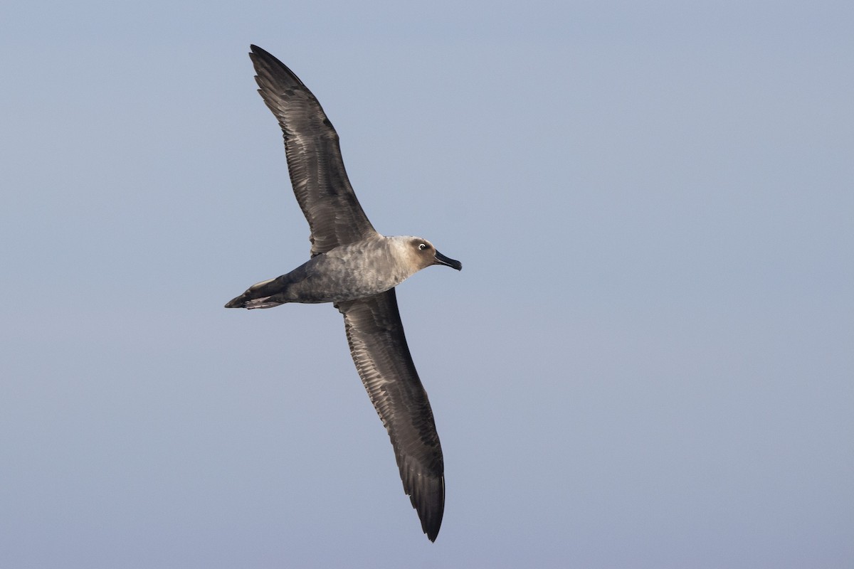 albatros světlehřbetý - ML342932161