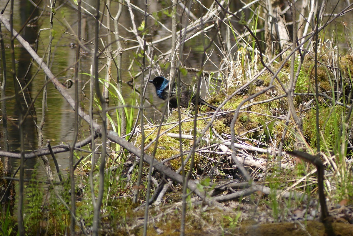 Common Grackle - ML342932721