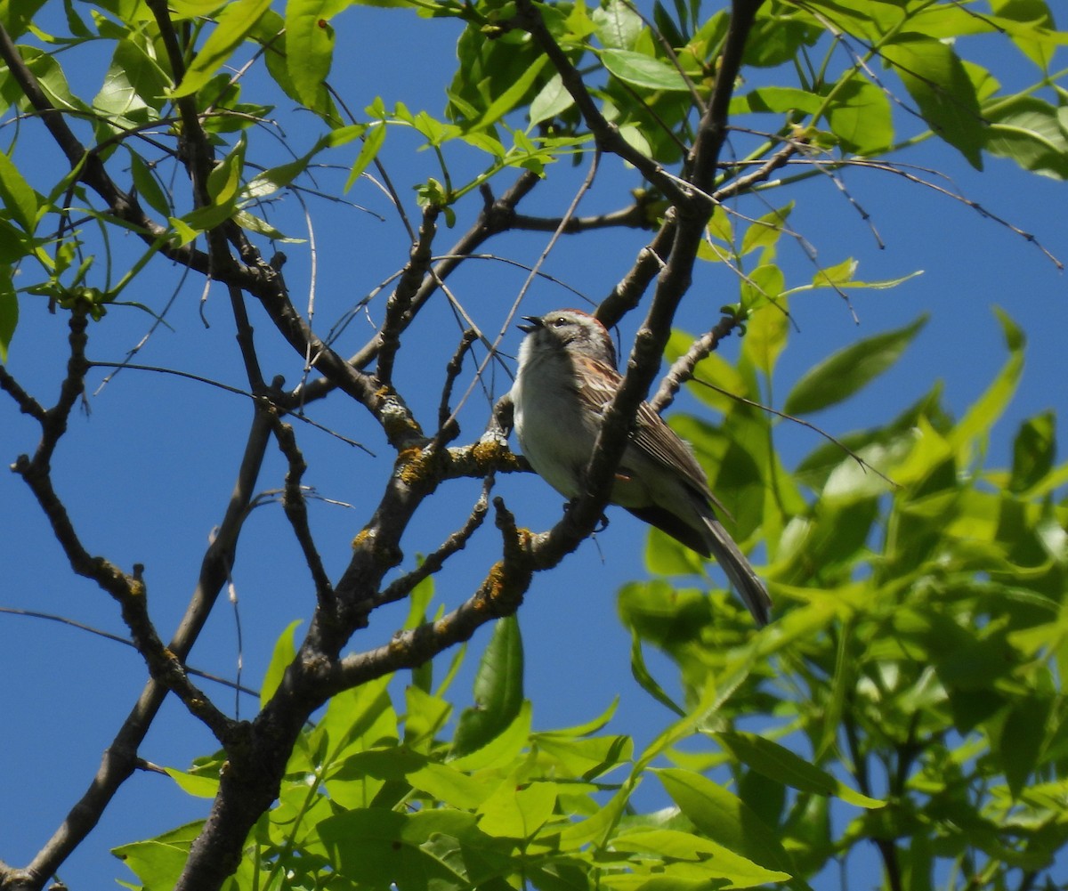 Chipping Sparrow - ML342932821