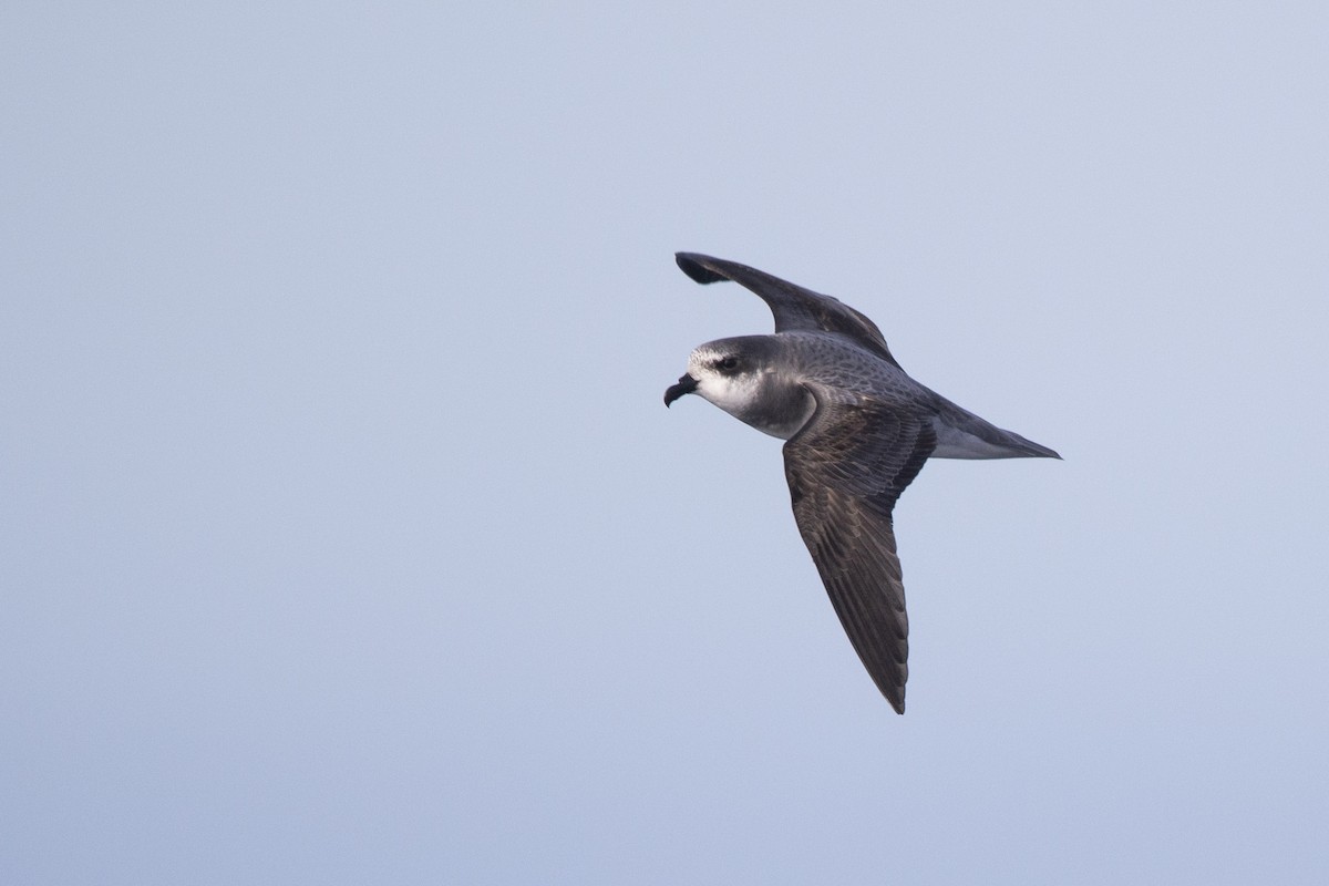 Soft-plumaged Petrel - ML342933161