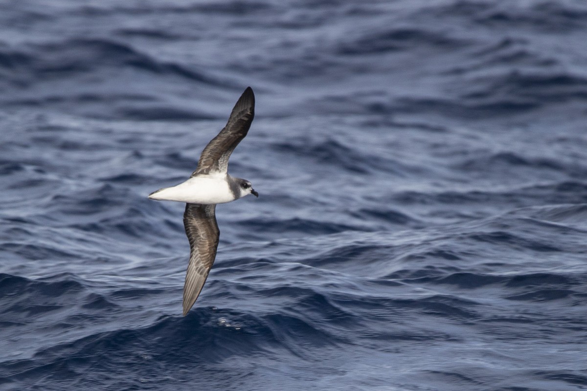 Soft-plumaged Petrel - ML342933171