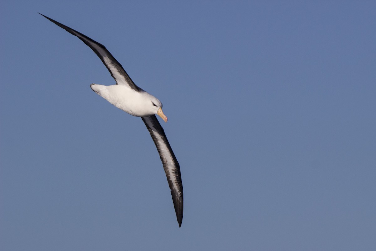 Schwarzbrauenalbatros (melanophris) - ML342934221