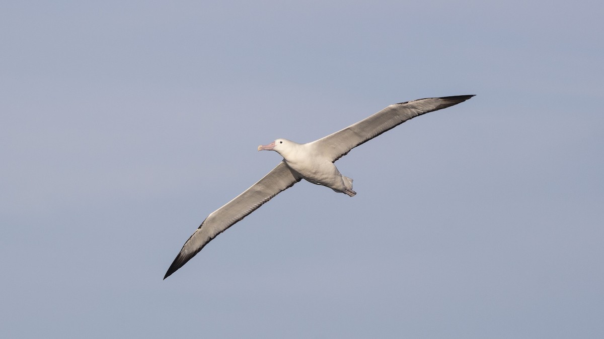 albatros královský - ML342935101