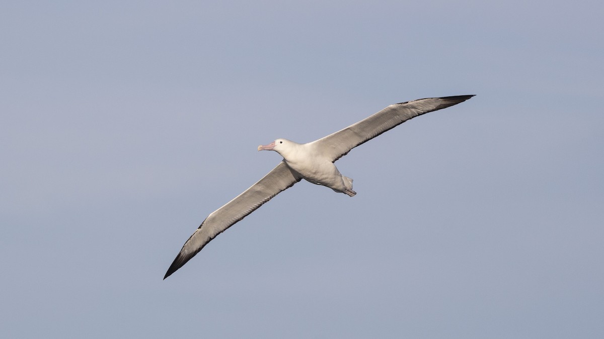 Southern Royal Albatross - ML342935101