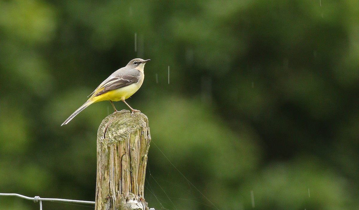 Gray Wagtail - ML34293701