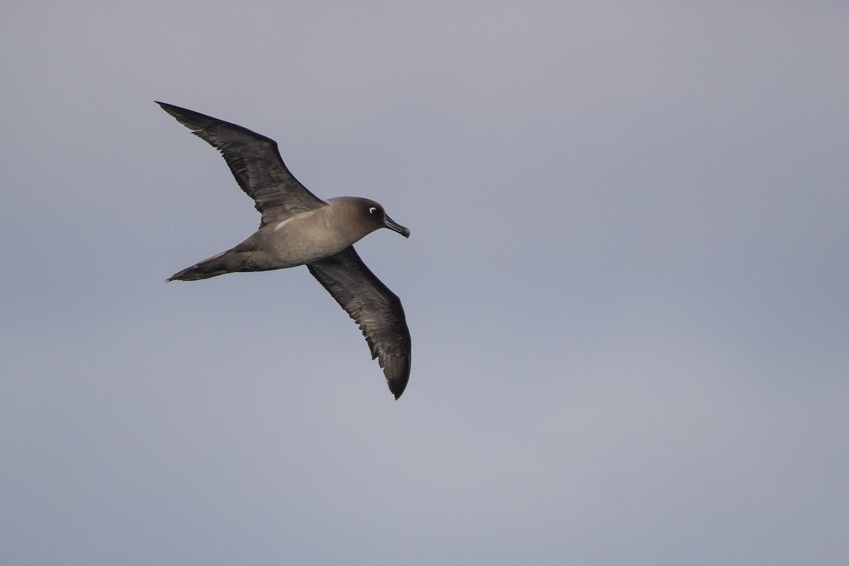 Light-mantled Albatross - ML342937261