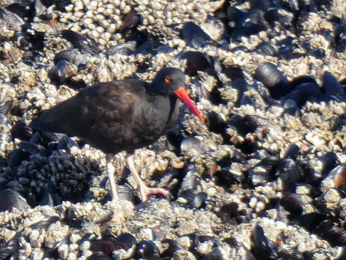 Black Oystercatcher - ML342937321