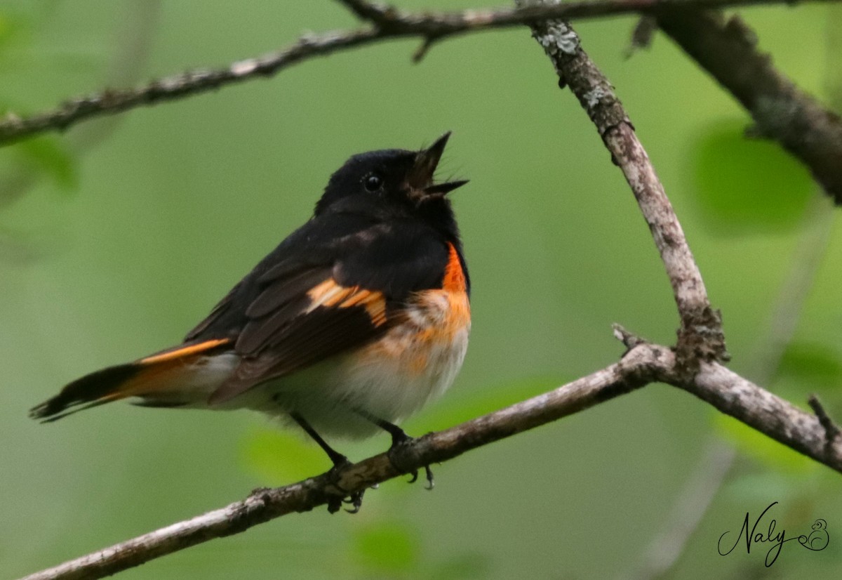 American Redstart - ML342937431