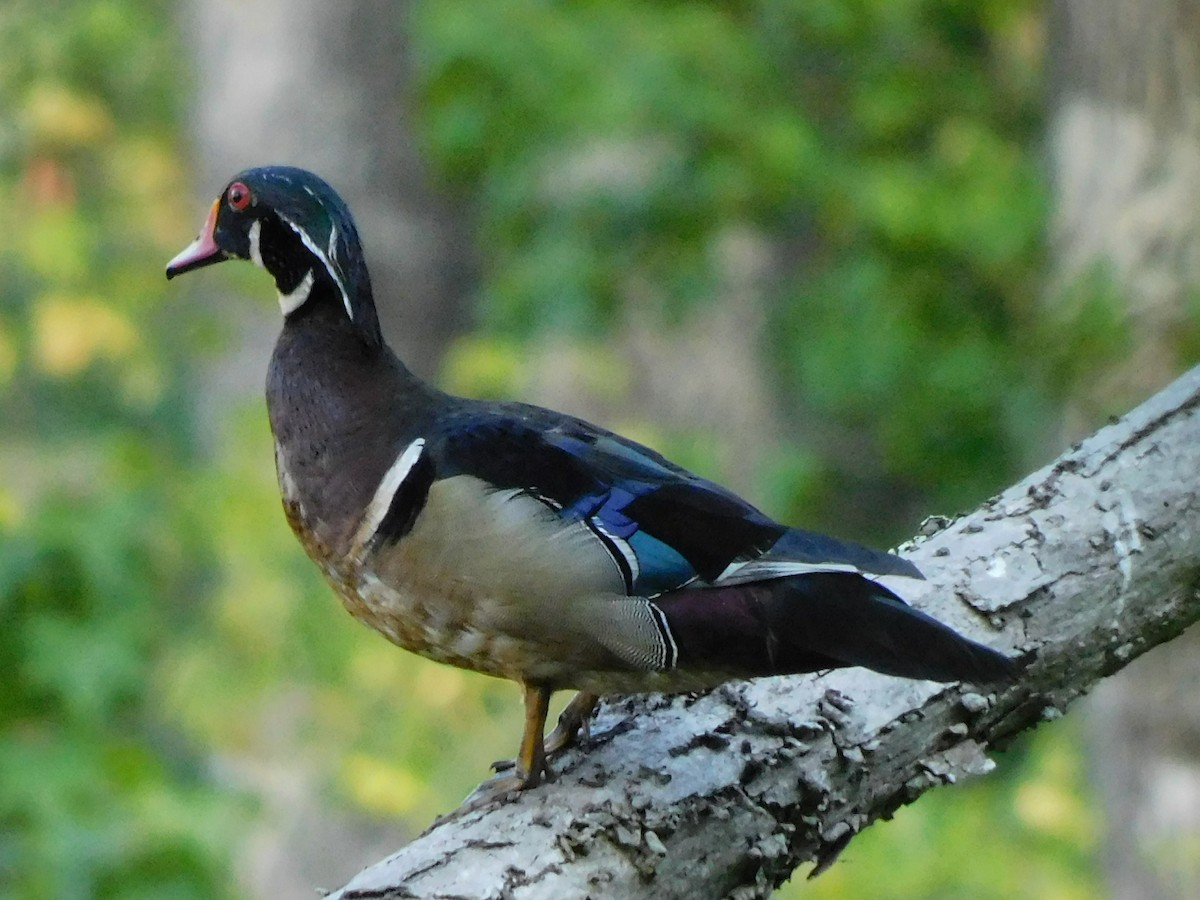 Wood Duck - ML342937591