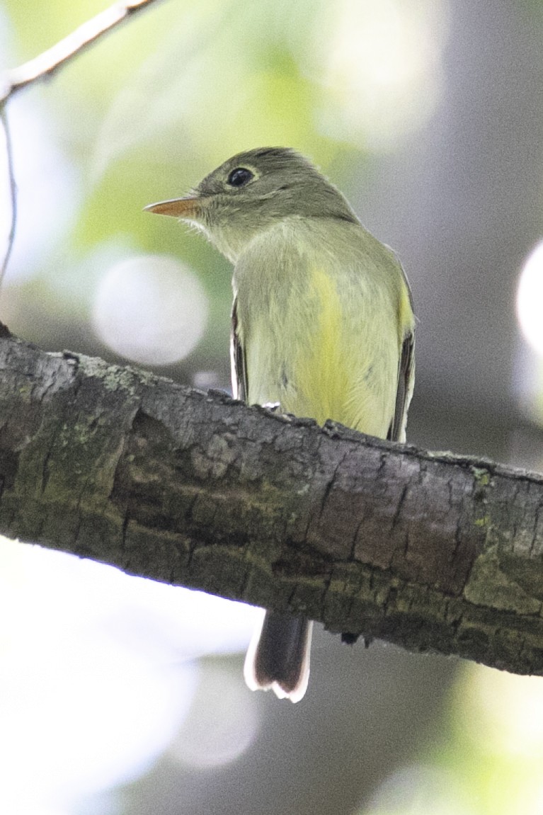 Yellow-bellied Flycatcher - Amy and Toby