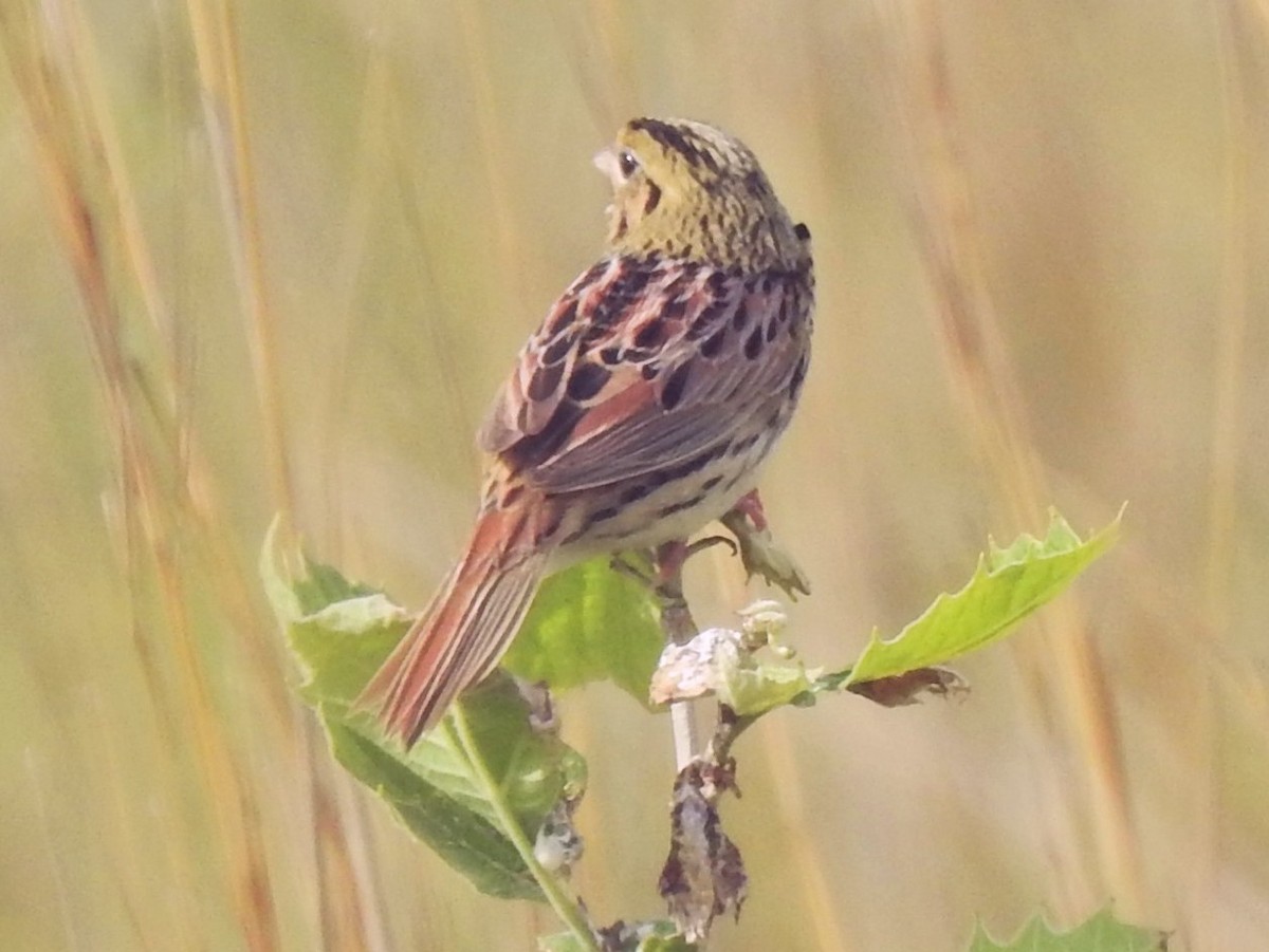 Henslow's Sparrow - ML342938451