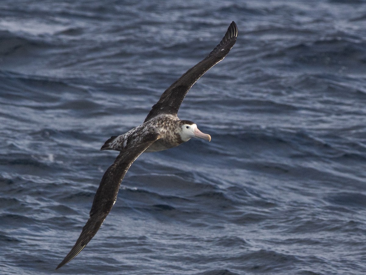 albatros jižní (ssp. antipodensis) - ML342938461