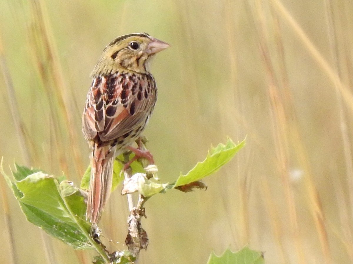 Henslow's Sparrow - ML342938471