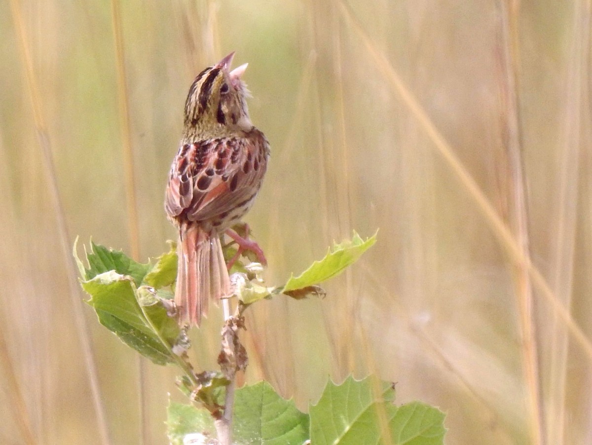 Henslow's Sparrow - ML342938491
