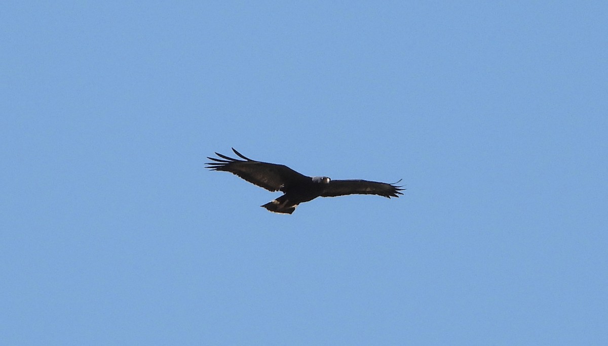 Common Black Hawk - ML342939161