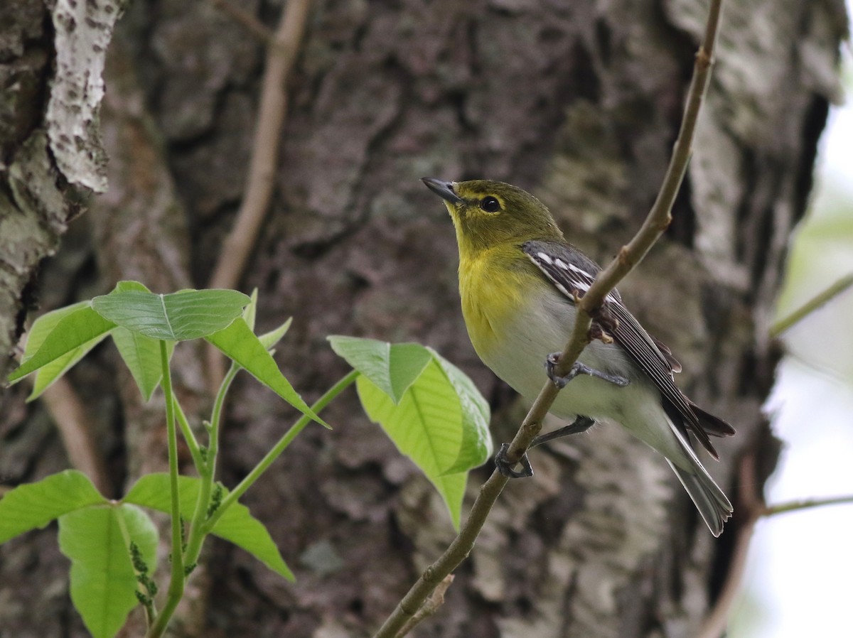 Yellow-throated Vireo - ML342940701