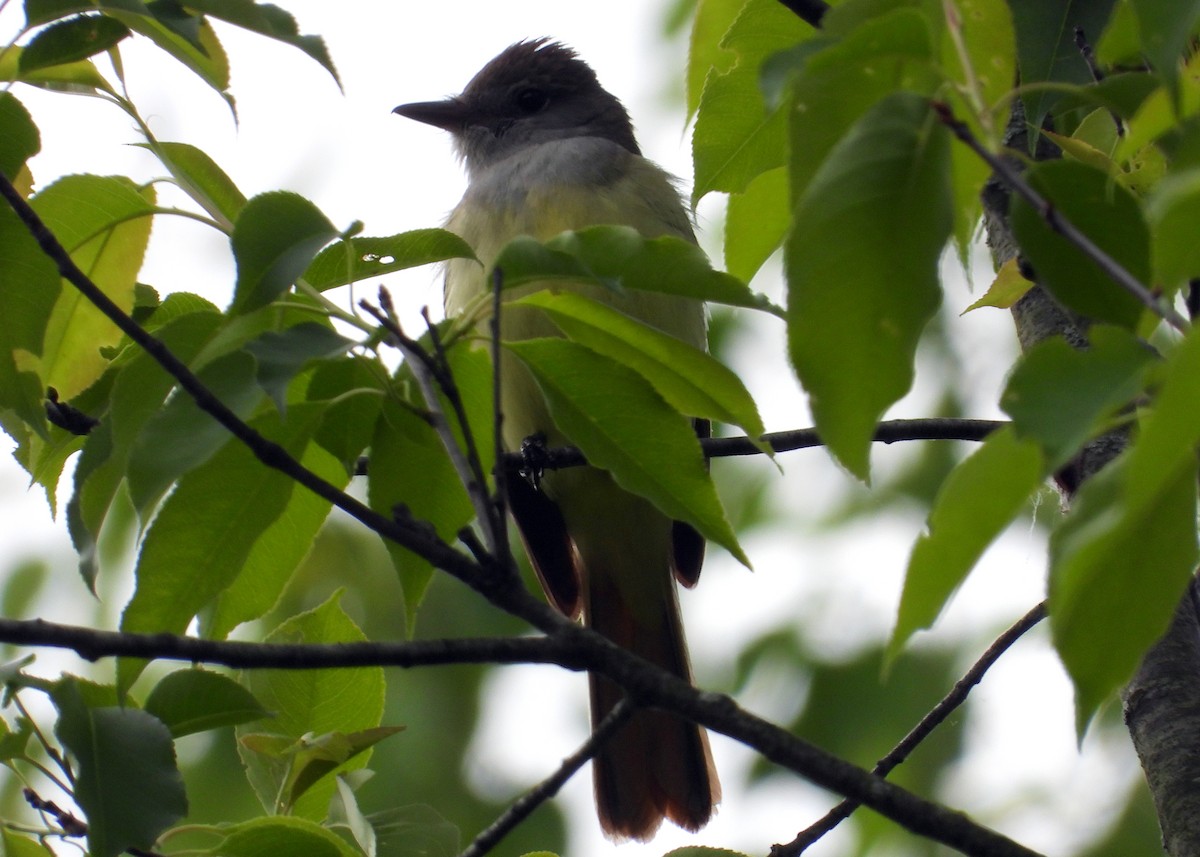 Great Crested Flycatcher - ML342943611