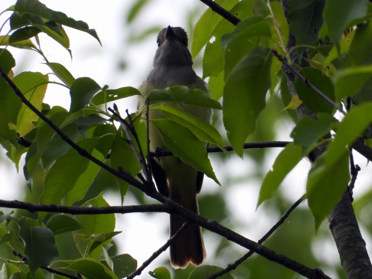 Great Crested Flycatcher - ML342944211