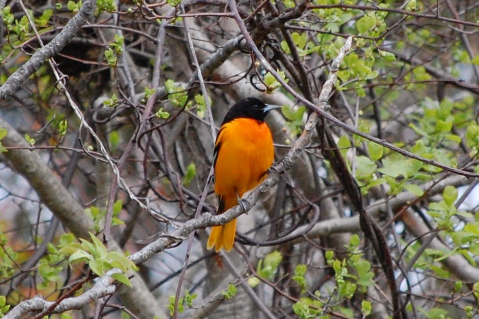 Baltimore Oriole - ML342946171