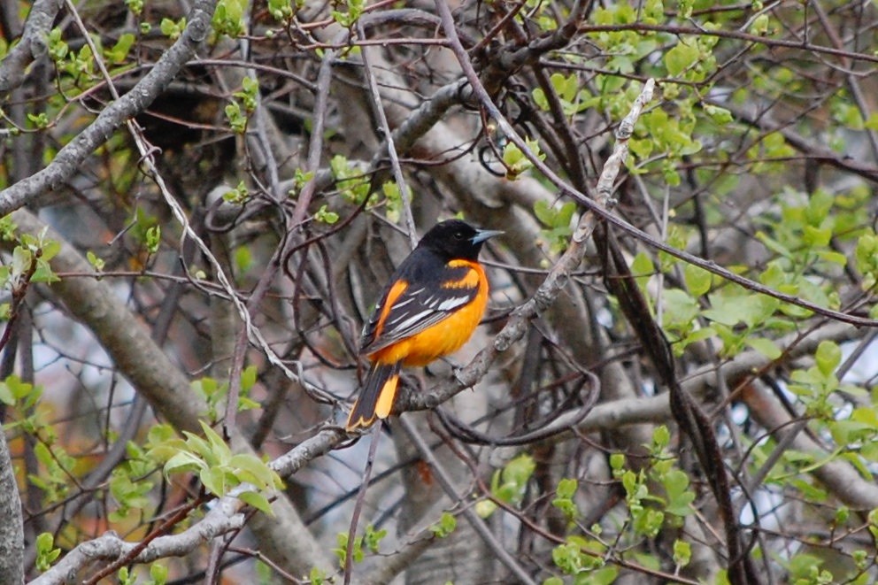 Baltimore Oriole - ML342946181