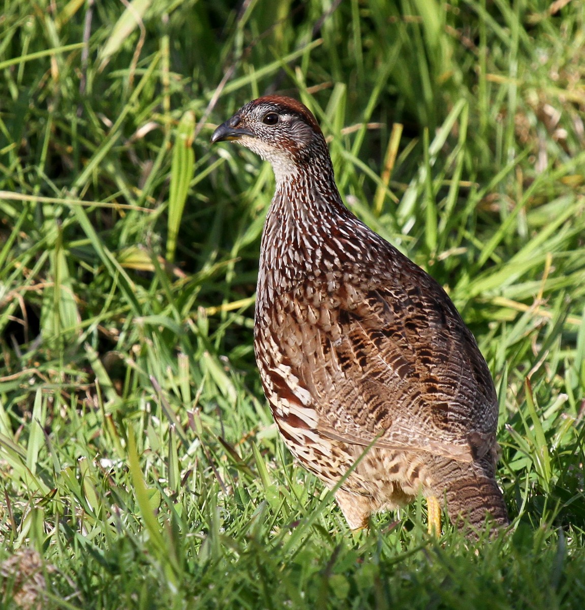 Francolin d'Erckel - ML34294671