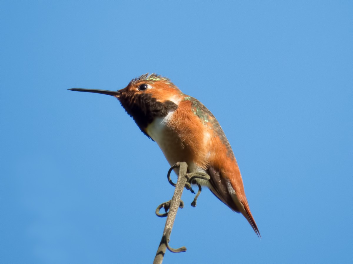 Allen's Hummingbird - ML34294751