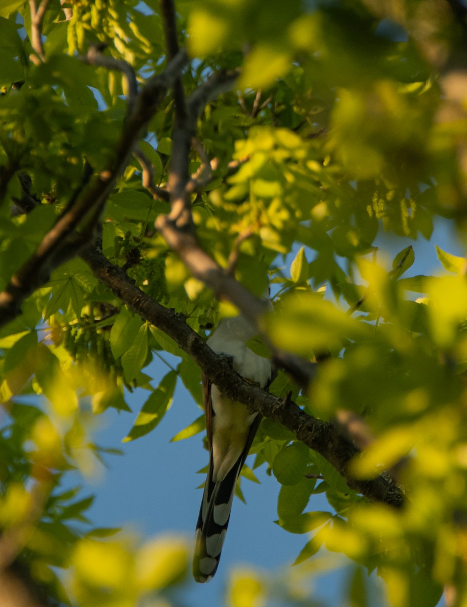 Yellow-billed Cuckoo - ML342947801