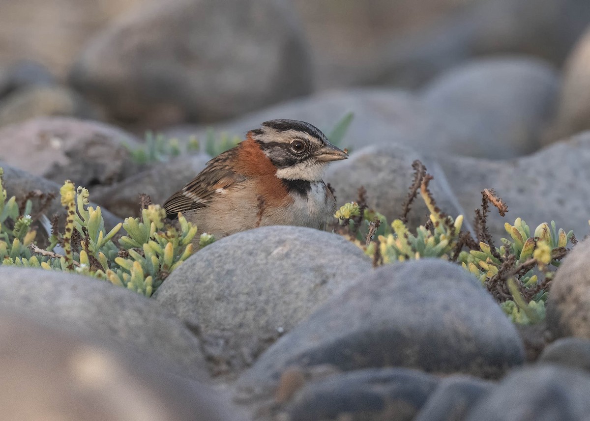 Rufous-collared Sparrow - ML342950621