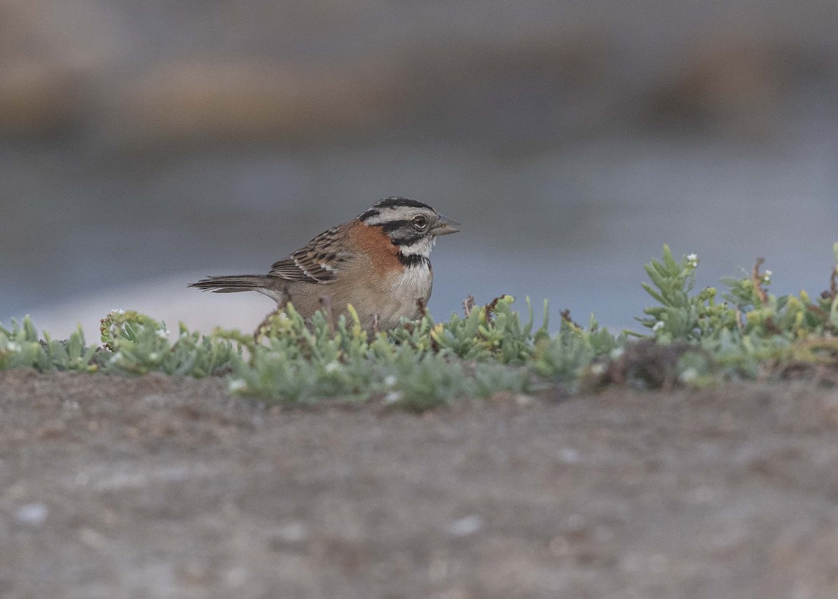 Rufous-collared Sparrow - ML342950631