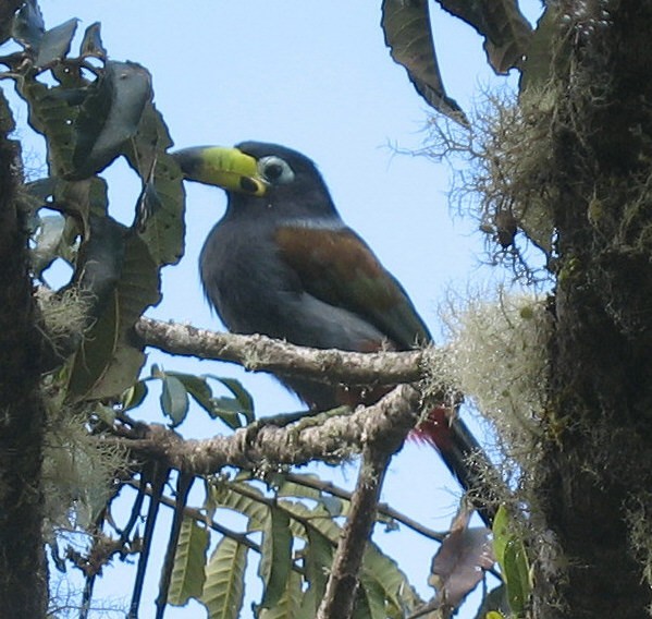 Hooded Mountain-Toucan - David Vander Pluym