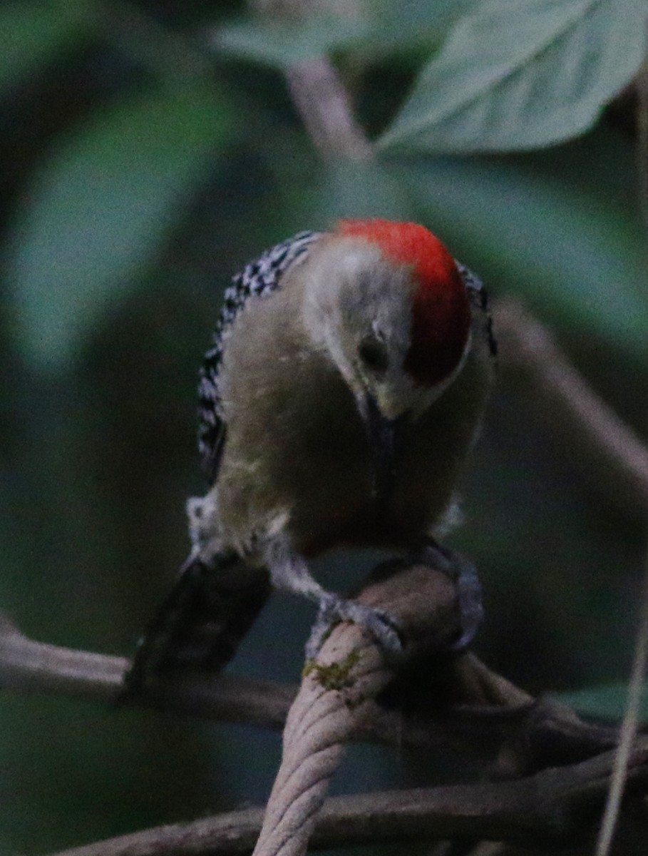 Pic à couronne rouge - ML34295441